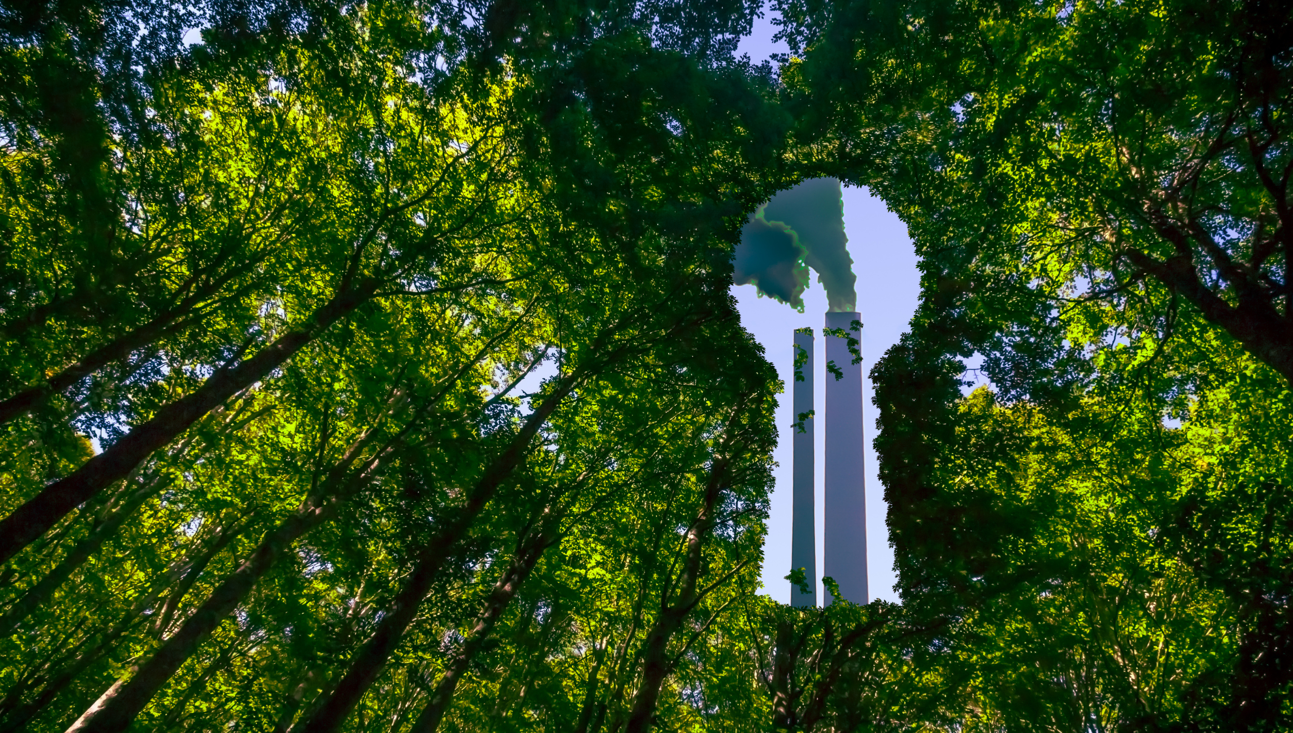 Trees with a keyhole showing pollution inside to represent greenwashing